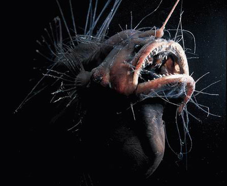 Fanfin Seadevil